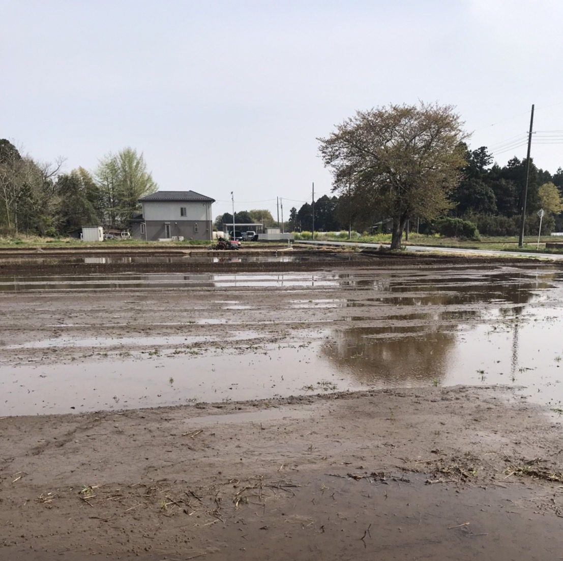 田植えの時期となりました。
