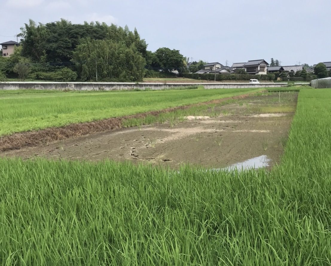 水涸れの田んぼ