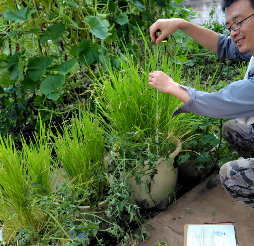 気になる稲の成長具合チェック