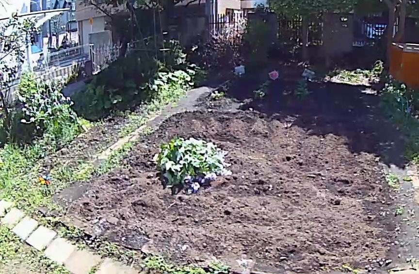 ジャガイモの栽培