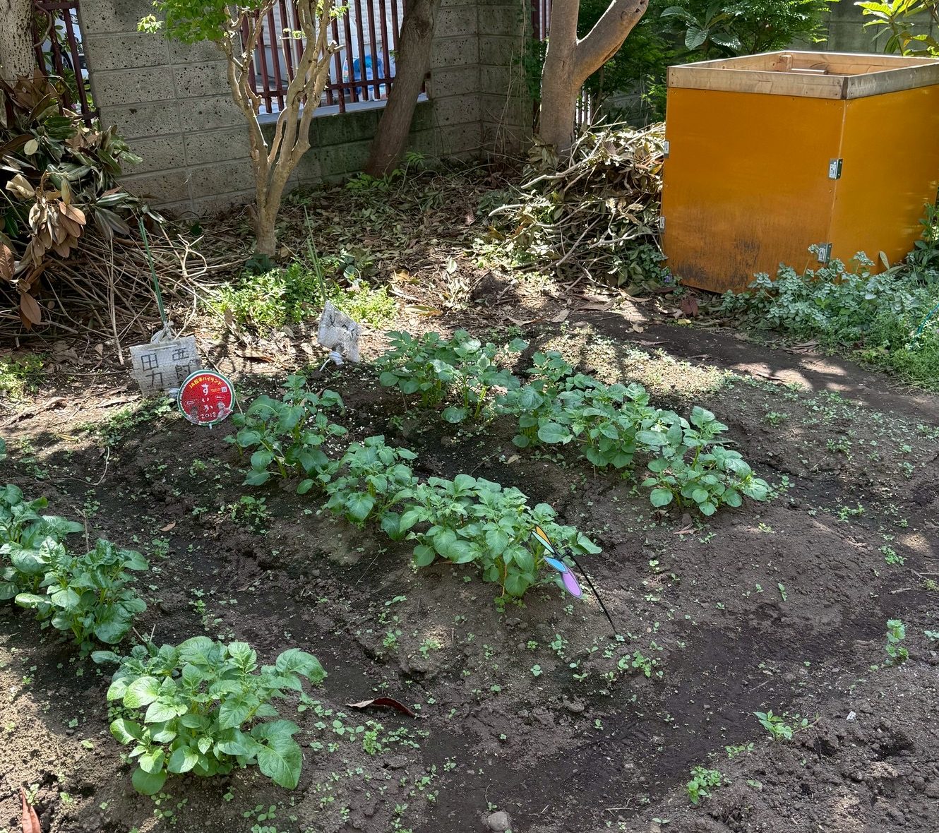 ジャガイモ栽培ー2025/4/21