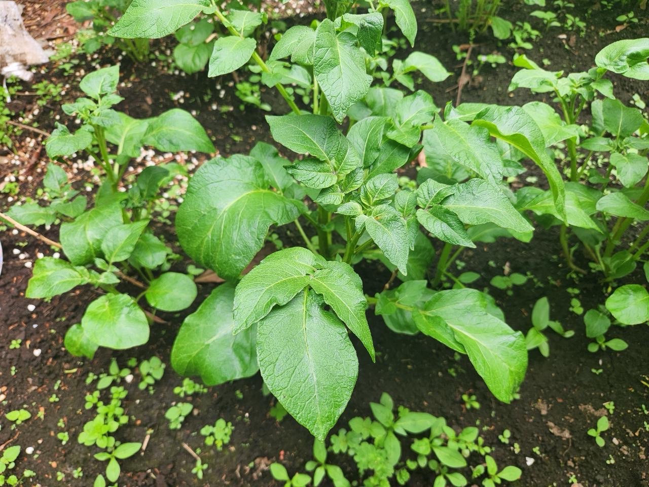 ジャガイモの成長