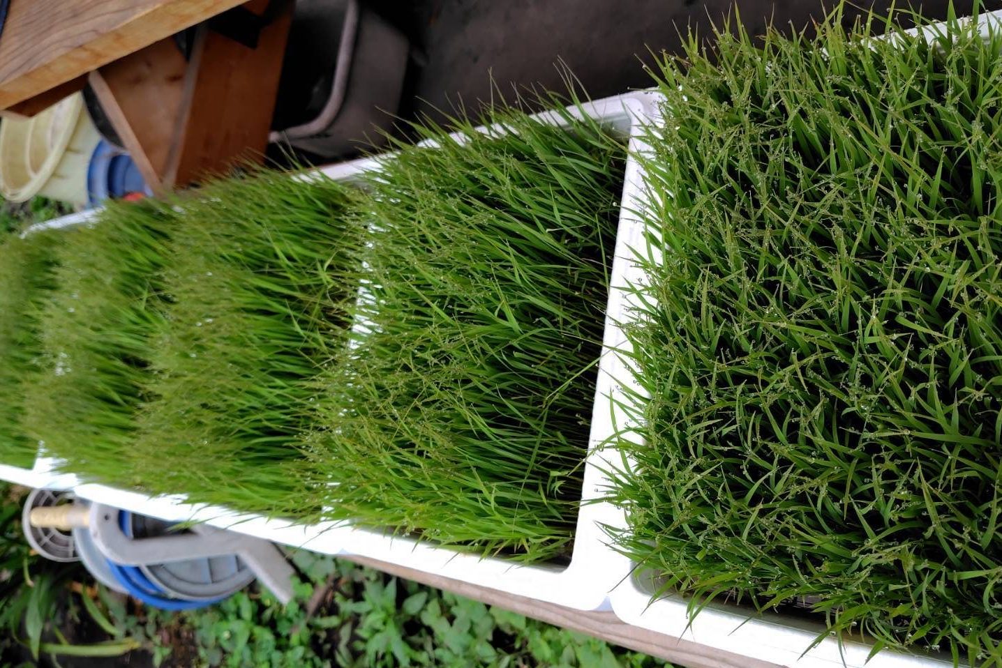 大量の稲の苗