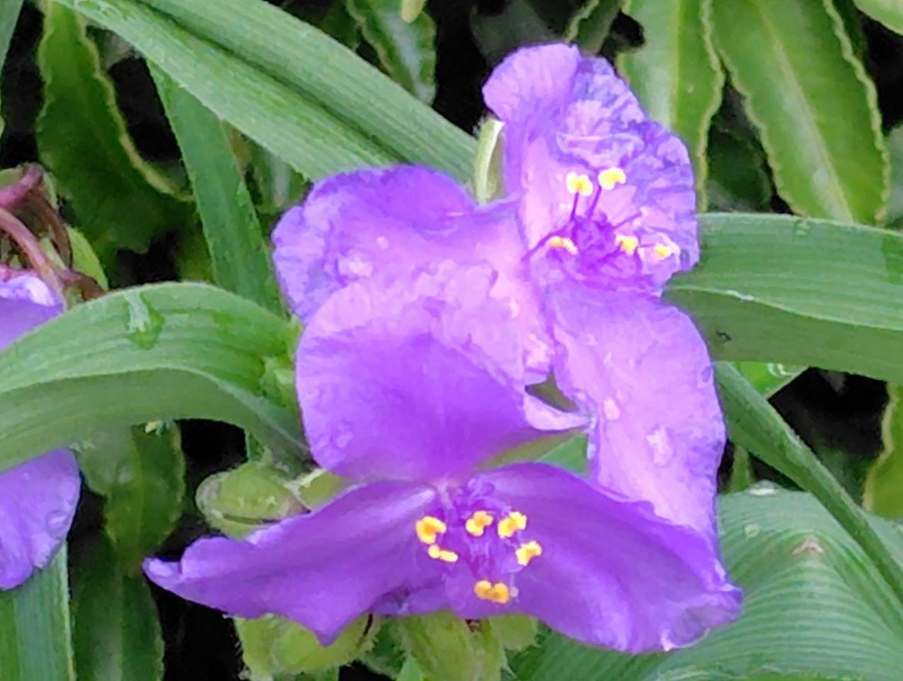 ムラサキつゆ草