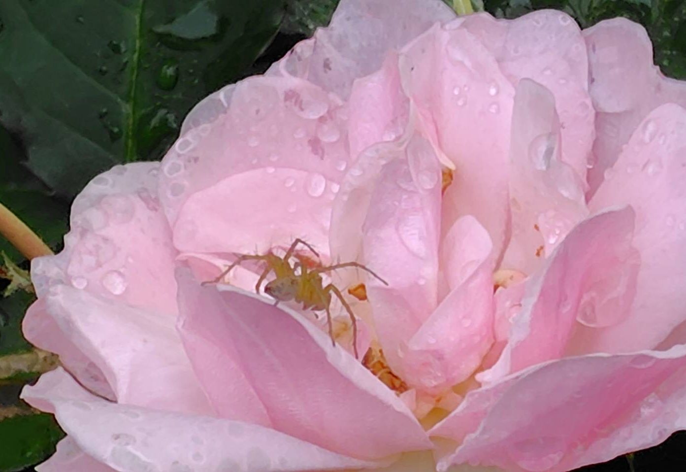 雨上がりのバラと蜘蛛