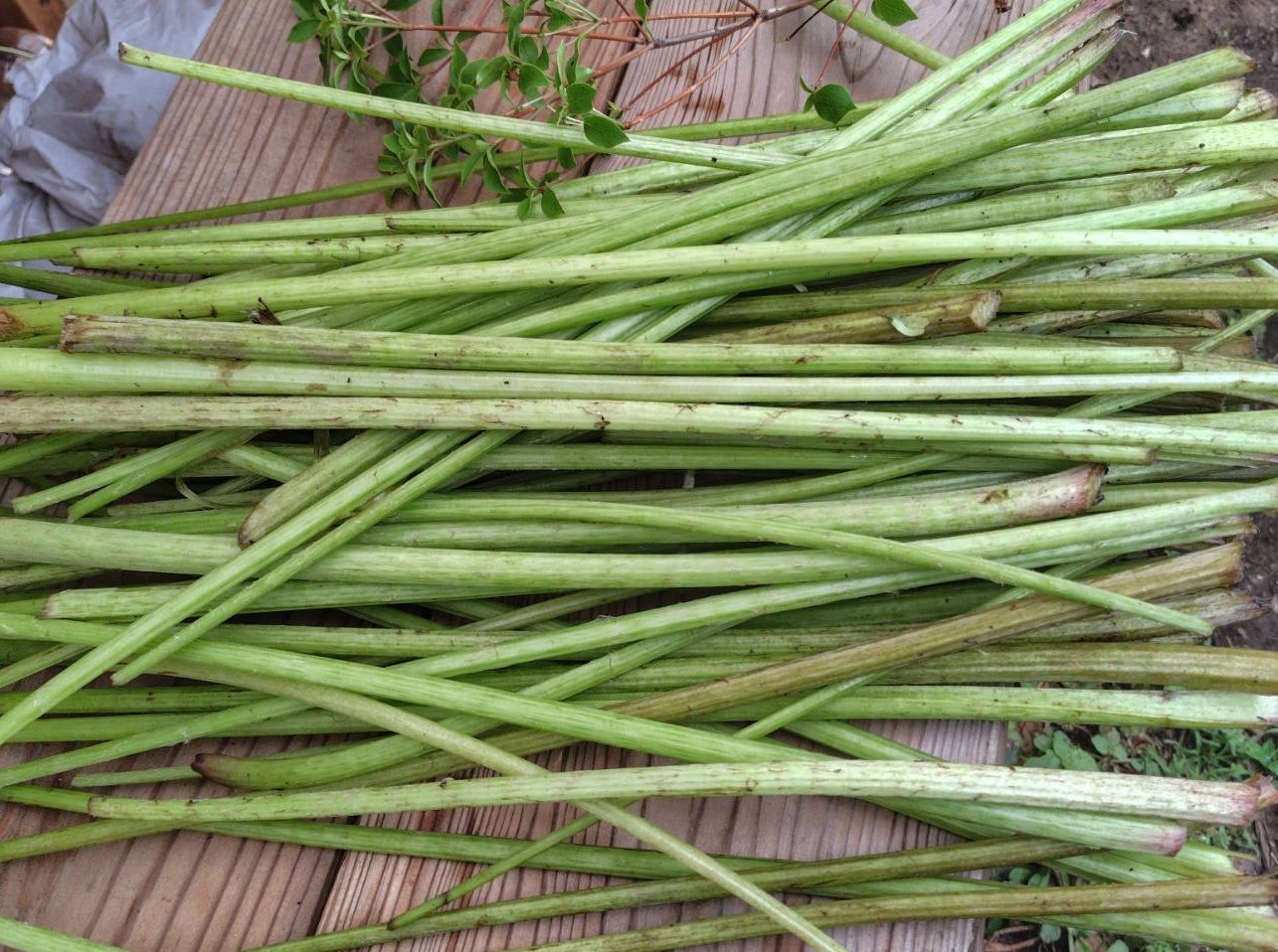 大量の蕗のとう