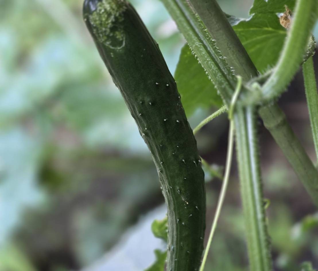 夏野菜のきゅうり