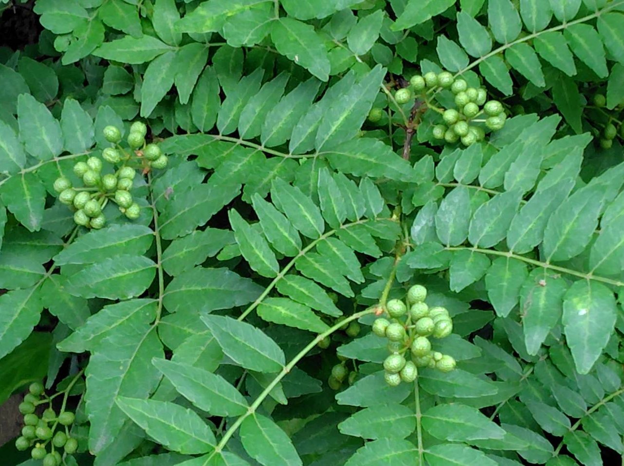 山椒