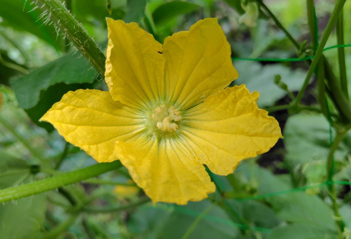 ヘチマの花