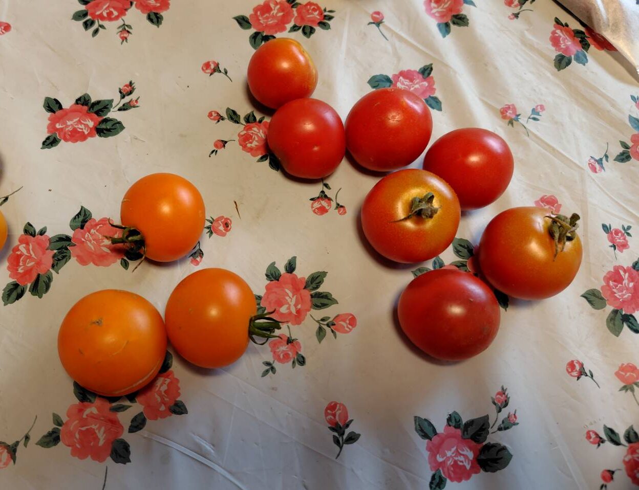 夏野菜、収穫直後のみずみずしいトマトです