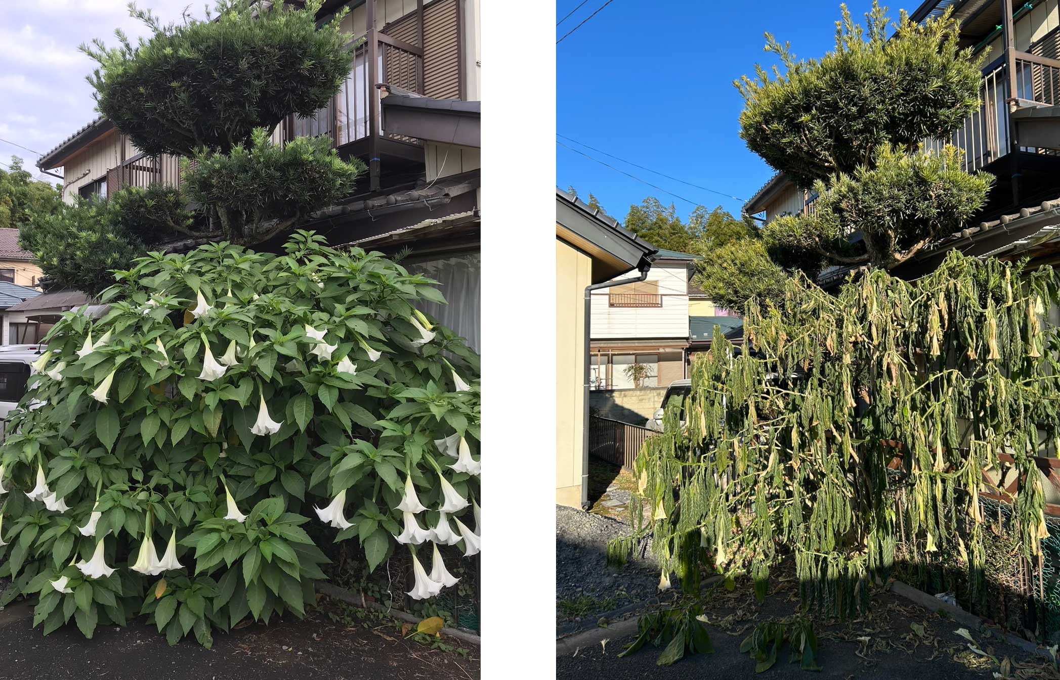 エンゼルトランペット